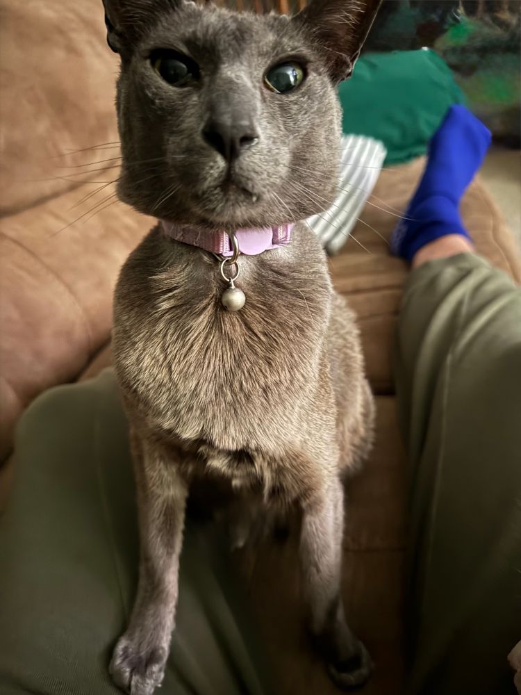 Cat staring right at me sitting on a couch 