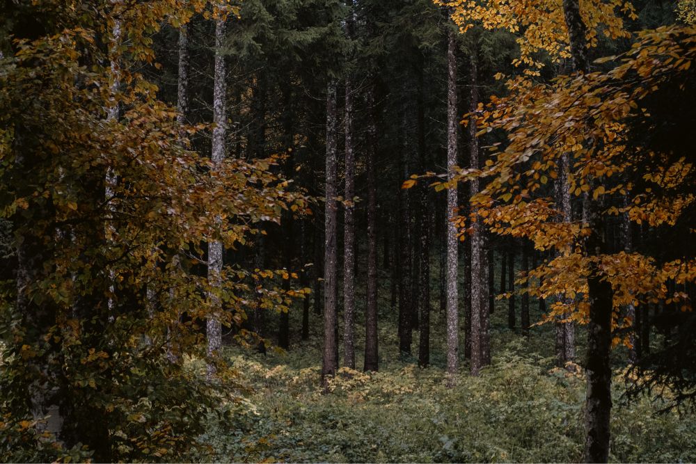 Ambiances de forêts d’automne dans le Vercors