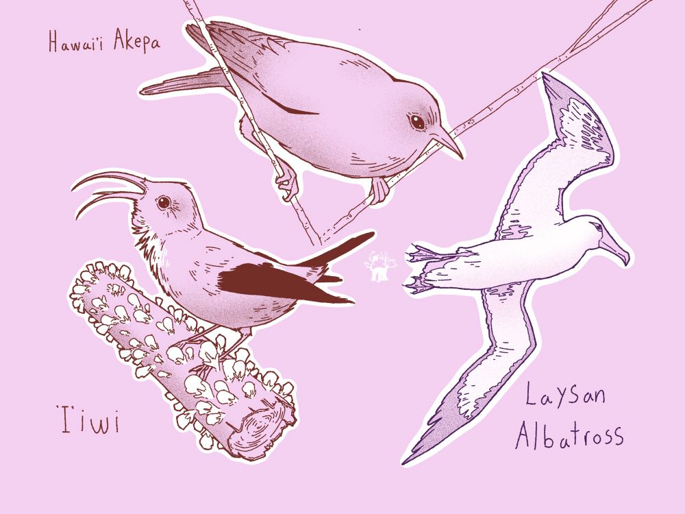 bottom left
l'iwi
Drepanis coccinea
bottom right
Laysan Albatross
Phoebastria immutabilis
top middle 
Hawaii 'Akepa
Loxops coccineus 
