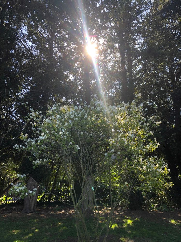 Blossom on a tree surrounded be larger trees