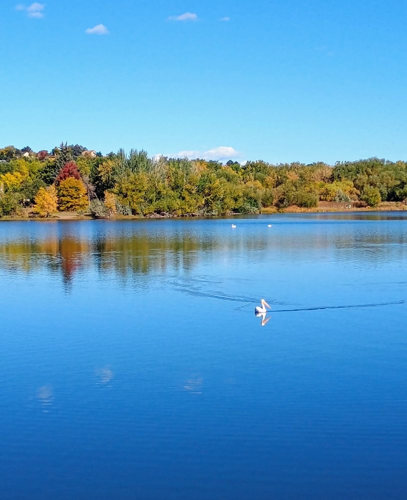 A bird on the water at the Main Reservoir in Lakewood Colorado. Bluesky, Some fall foliage and reflective lake 
