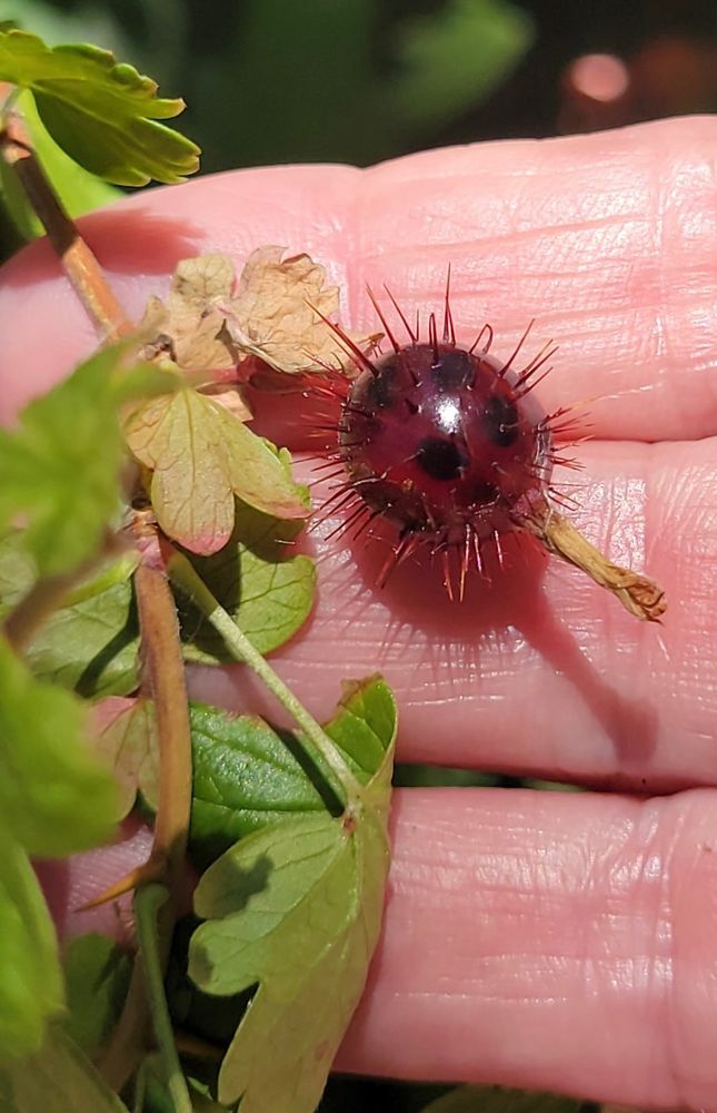 color photo of a hand (3 fingers) behind one spiky fruit of Ribes californicum, with dried flower remains hanging from the tip of the fruit. The deep magenta berry is transparent in the sun and shows darker almost black spots inside the fruit, which are its seeds.  The light golden brown stem hangs vertically on the left side of the photo, with bright green lobed leaves, some of which are tinged with pink or golden brown.