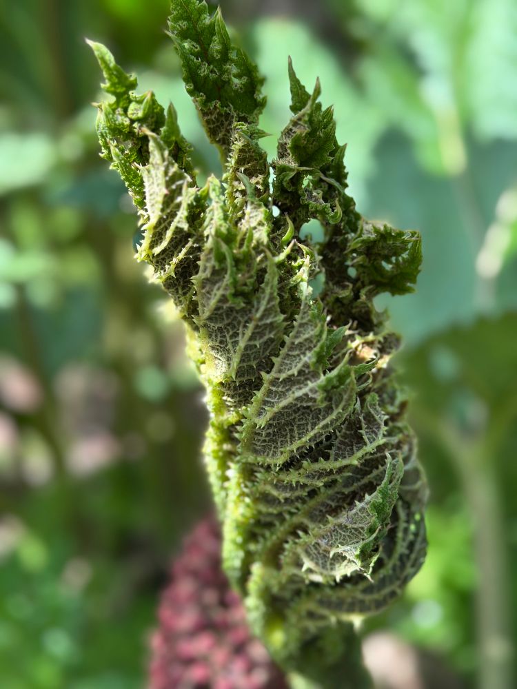 Gunnera manicata leaf unfurling. Lovely tight curl showing the underside of a thoroughly spiky green leaf and stem. Out of focus background shows burgundy inflorescence with hundreds of individual flowers and a wash of greens.
