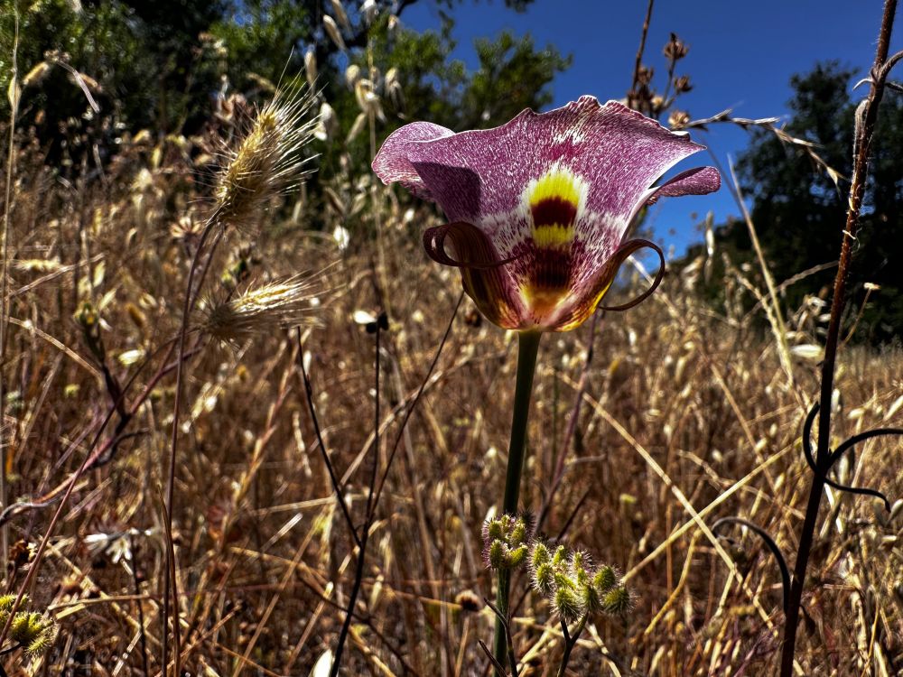 Color photo of a side view of a stunning Mariposa Lily (Calochortus venustus, I believe) surrounded by golden-colored dry grasses with spiky seed heads, with a soft-focus background of deep emerald oak trees to the distant sides and deep blue skies beyond. The cup-shaped solitary flower has incredible burgundy speckles and a golden yellow feather-like pattern. They are known to have outrageous colors inside the cups, but I'm a fan of their spectacular exteriors too!