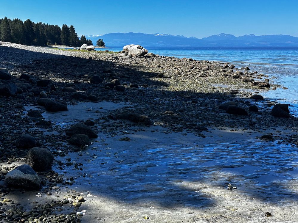 Stunningly gorgeous and peaceful landscape photo taken from a beach walk along Smelt Bay on Cortes Island in BC. The foreground shows wet sand, rocks, shells, large boulders and driftwood trees...and off in the distance is crystal clear blue refreshing water to swim in, tall evergreen trees to look for bald eagles, and in the exquisite far distance, snow capped mountains on other islands. Paradise!