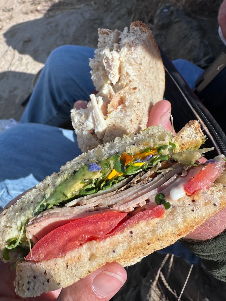 lunch break in the wilderness: a vertically-oriented photo of a closeup of 2 sandwiches held in caucasian hands, with the denim jeans of one person showing in the background, along with some dirt ground.  
In the extreme foreground, there is a lovely and delicious-looking toasted seeded sourdough sandwich half, filled to bursting with fresh tomato, vegan mayo, turkey pastrami, avocado, sprouts, and blue, yellow and orange flower petals.  
Behind that mouth-watering feast is a very boring and sad, but mostly eaten sandwich composed of some dry-ass chicken leftovers with salt and abundant mayonnaise on white sourdough bread.  that damn sandwich couldn't BE any whiter lol
