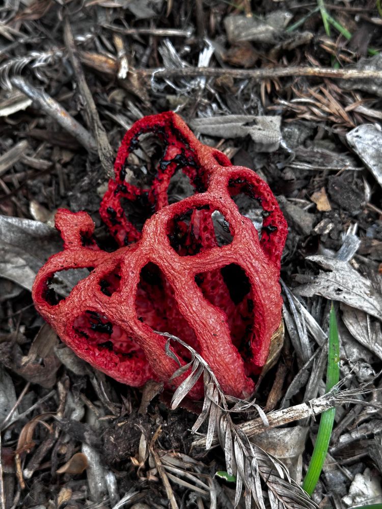 photo of a crimson red lattice/basket-shaped fungus a little larger than the size of a tennis ball.  It has stinky black blobs in the interior structures that smell like death and flies that are attracted to the smell take away spores to help the fungus reproduce.  It is erupting from the ground of mulched wood chips and dried redwood leaves. there is one green blade of grass poking thru the brown duff to the right lower corner of the photo.