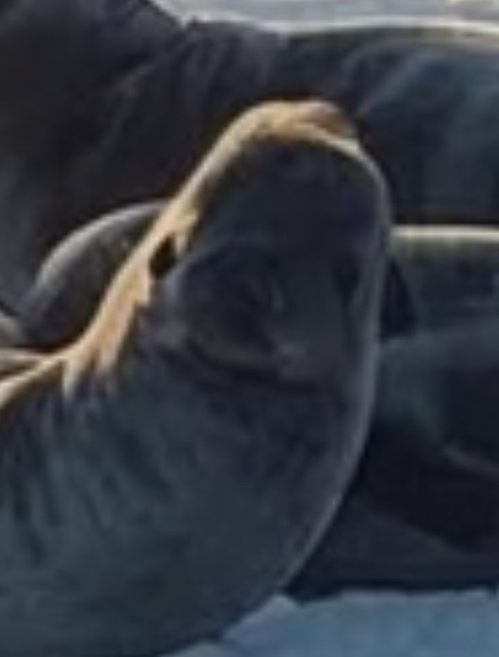 AI image of a seal from the planet Remulak