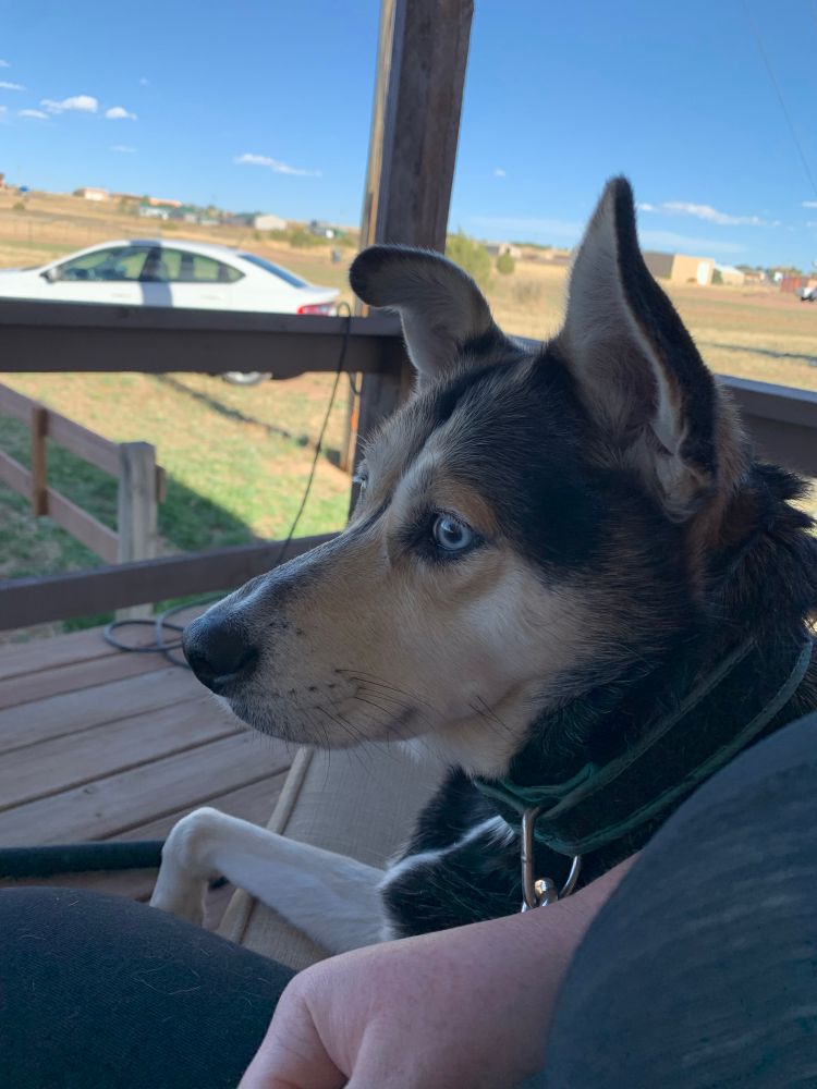 A shepherd husky mix with blue eyes gazing off the porch. Very cute.