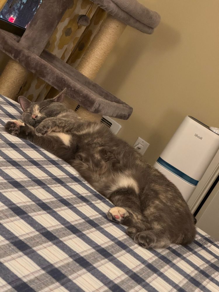 A gray cat with some white and very light brown patterning lays on her side on a bed. The bed has a freshly installed plaid blue and white fitted sheet. The cat’s eyes are closed and she seems to almost be smiling peacefully.