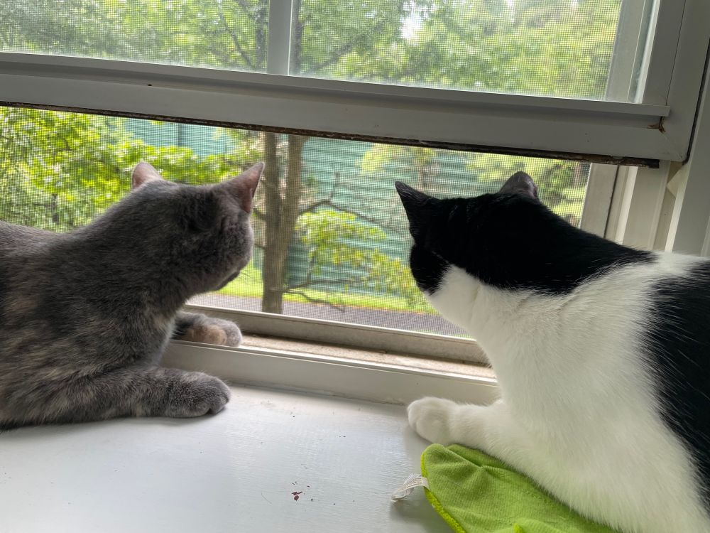 a gray cat and a black and white cat rest on a windowsill. both are turned away from the camera, focusing on a skinny tree outside the window. an asphalt walking trail separates the tree from a grassy strip and a tall green highway noise barrier.