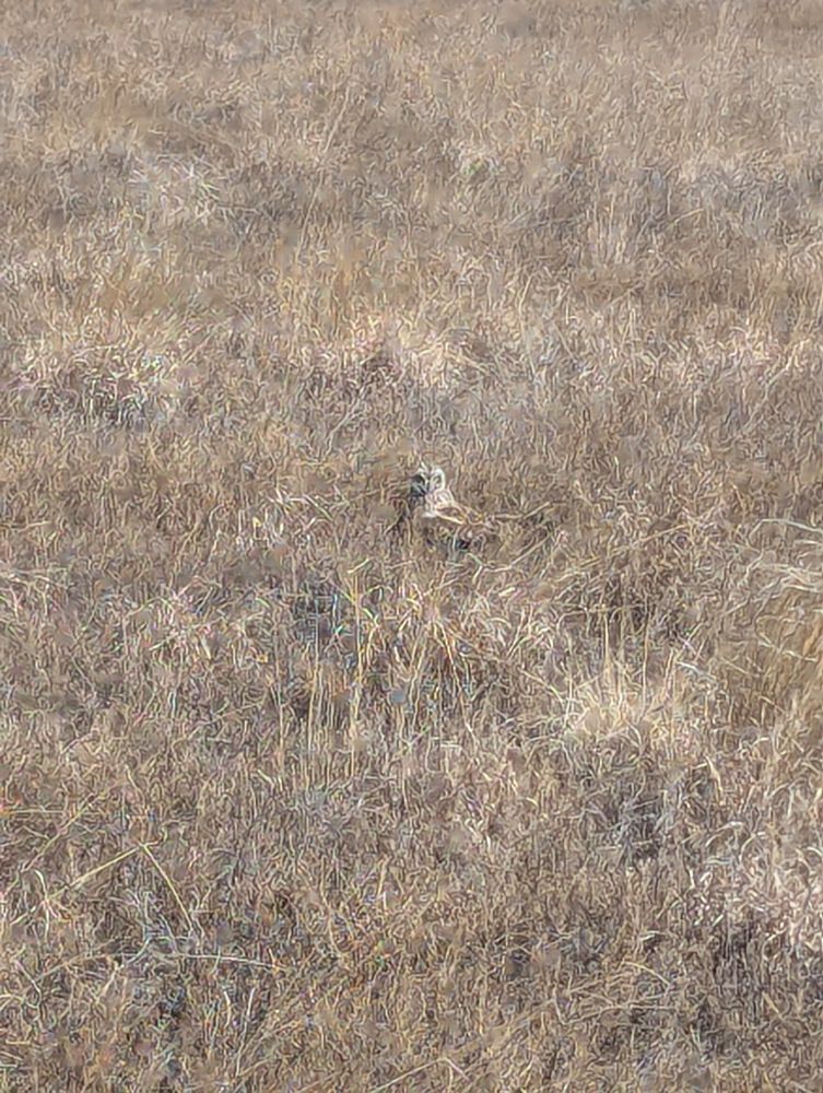 Short-eared Owl hiding in the prairie. 