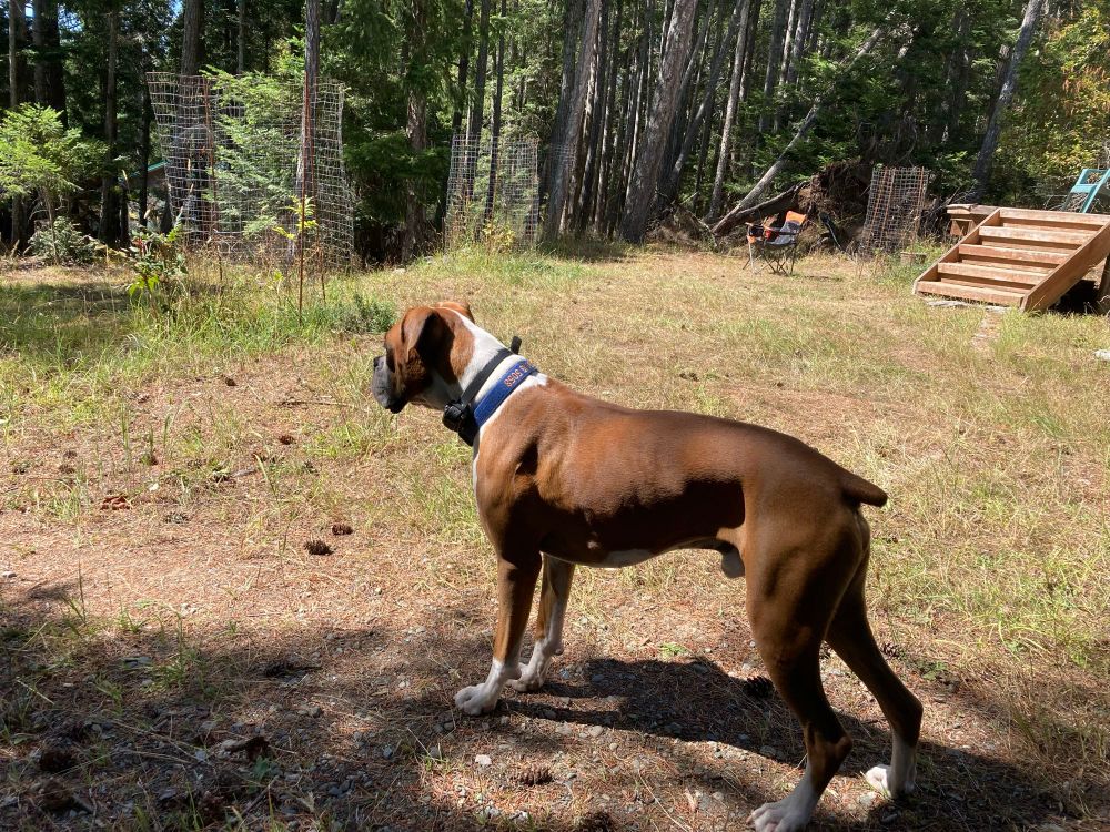 A very good boy, a flashy fawn boxer named Ranger.