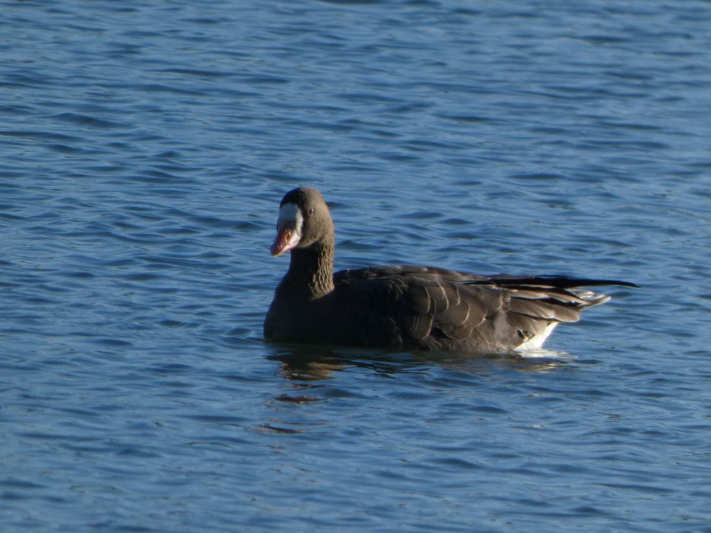 White-fronted Goose