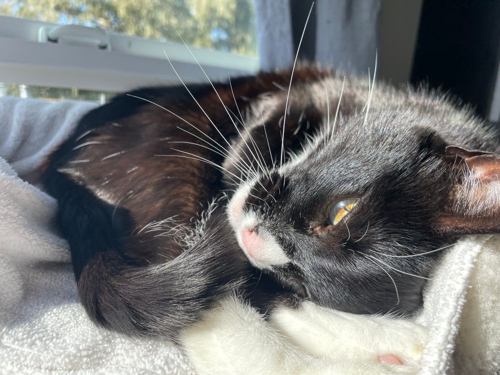 Close up of tuxedo cat Ike curled up in his cat tree, basking in the sun, head tilted for pets.