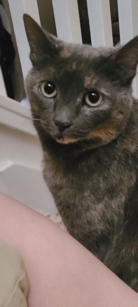 Face-on portrait of Messy the tortie, just starting at me with longing in her eyes.