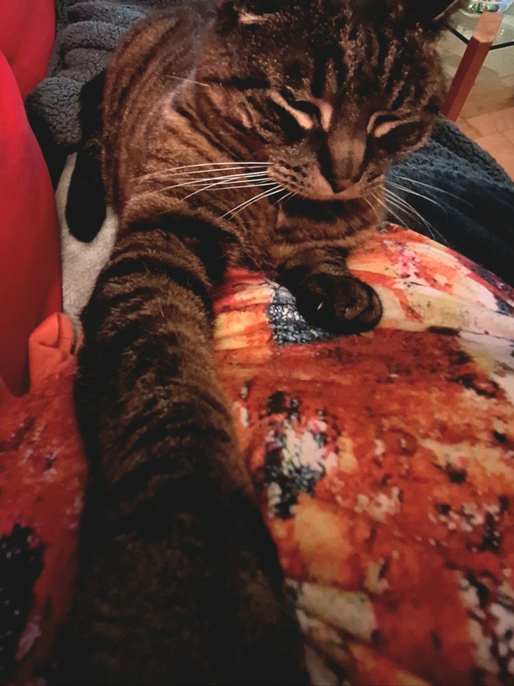 Close-up of Toni the cat with one paw stretched out