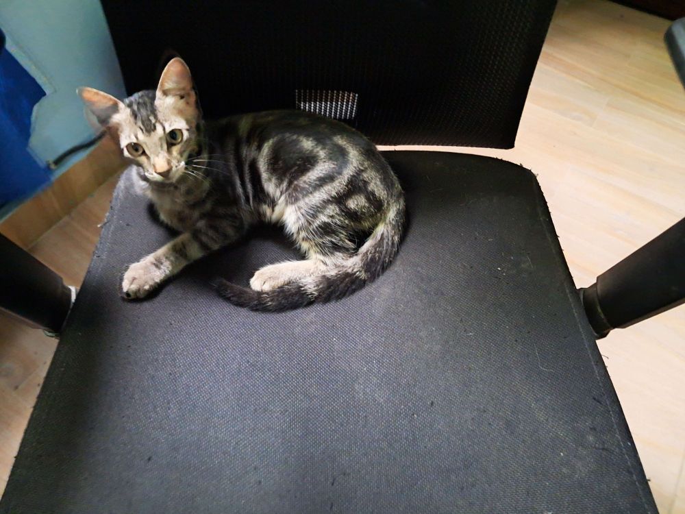 A small tabby cat with a mix of light and dark fur is lying curled up on a black mesh office chair, looking up toward the camera. He's occupying only like 1/4 of the chair.