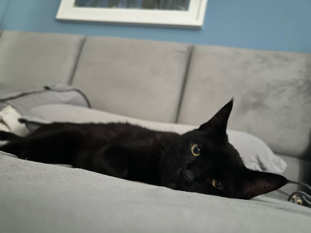 Foto de gata preta de olhos amarelos deitada em lençol cinza