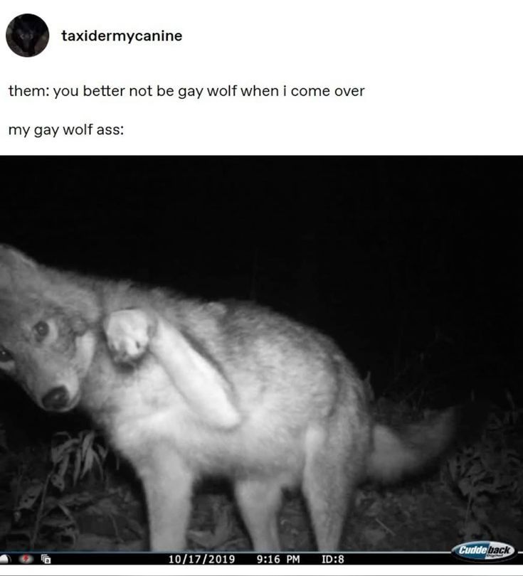 A Tumblr post.

Them: You better not be gay wolf when I come over.
My gay wolf ass: [a trail cam image of a young wolf seeming to do the stereotypical gay limp wrist]
