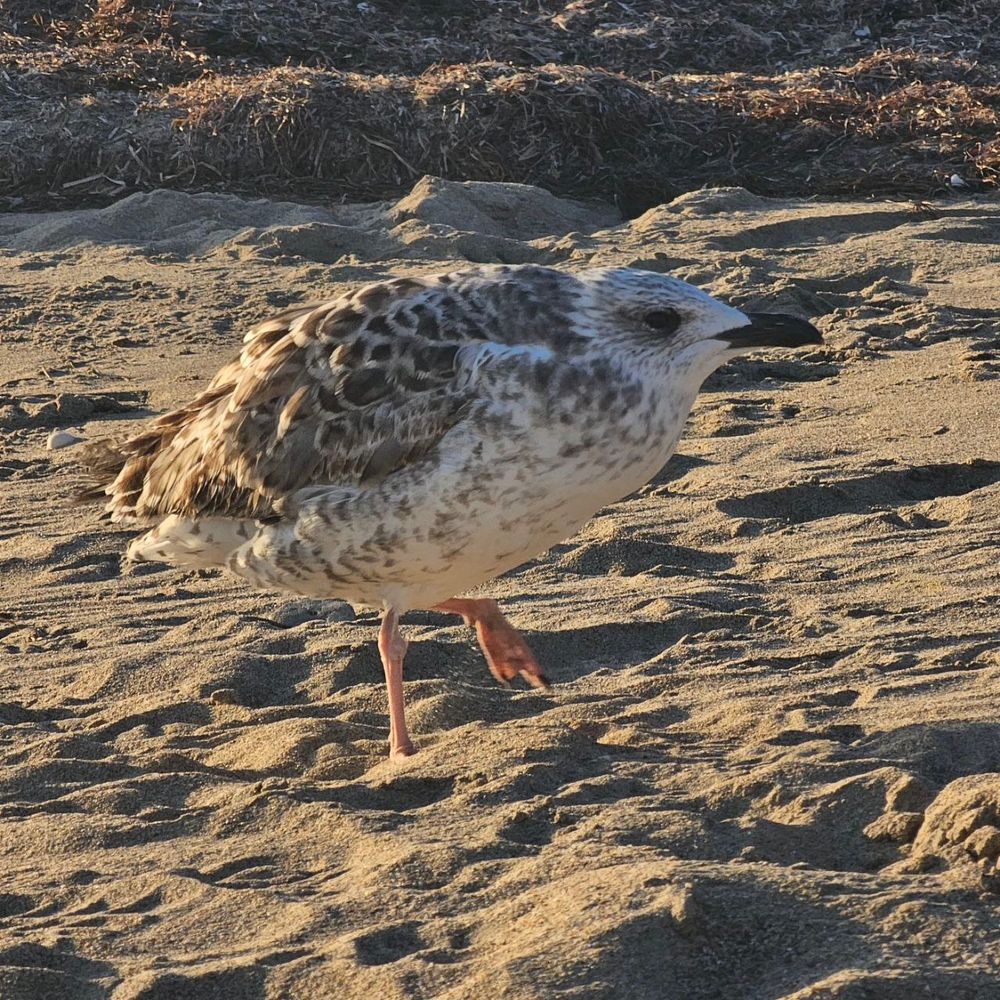 Самотна чайка стои на пясъчен плаж, тялото ѝ е украсено със сиви и бели пера, а крилата ѝ са широко разперени. Черният клюн и оранжевите крака на птицата контрастират с пясъчния плаж, а главата ѝ е обърната наляво, вероятно наблюдавайки околността. Плажът е осеян с малки камъни и морски