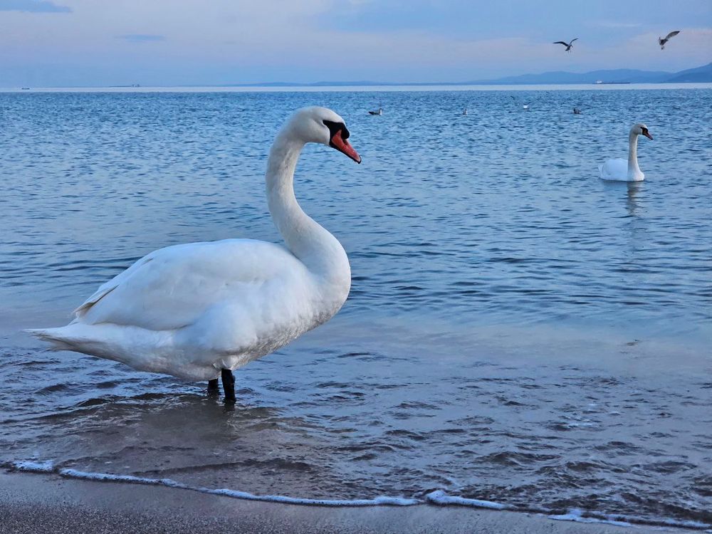 Безтурботна сцена на пляжі зображує білого лебедя, який граціозно стоїть на мокрому піску, дивлячись у бік води. Вдалині пролітають дві чайки, одна ближче до лебедя, а інша далі. Небо світло-блакитне з розсіяними хмарами, а вдалині видніється горизонт.