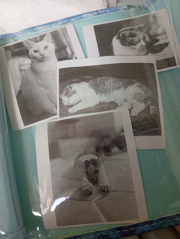 Une photo de quatre petites photos de chats en noir et blanc dans un portefeuille bleu