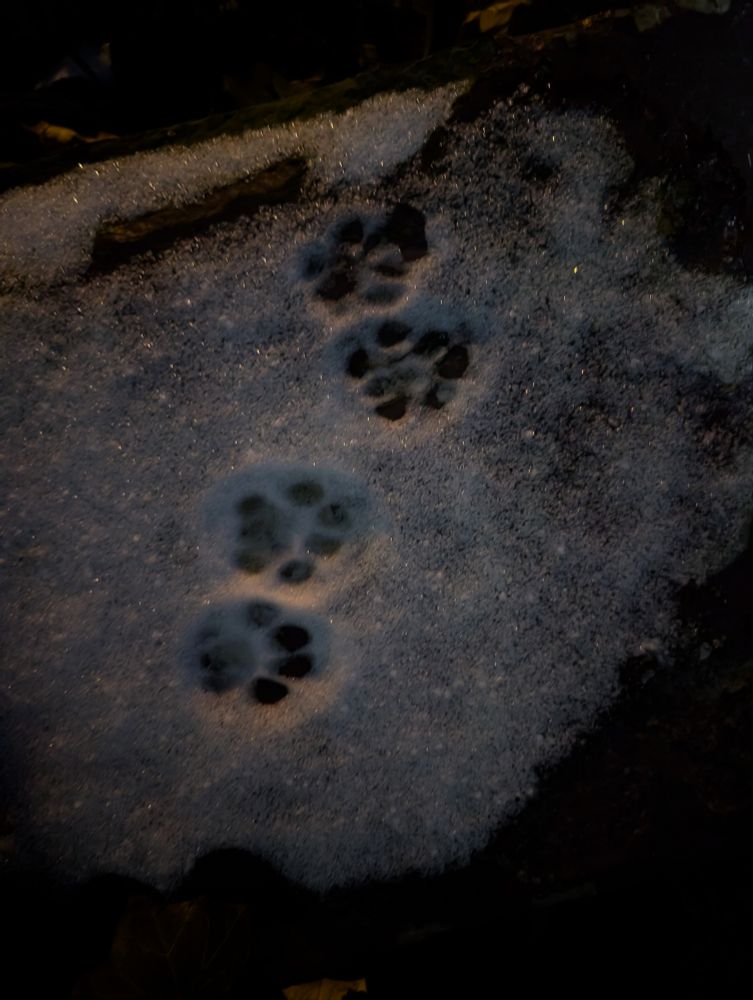 cat paw prints in the snow