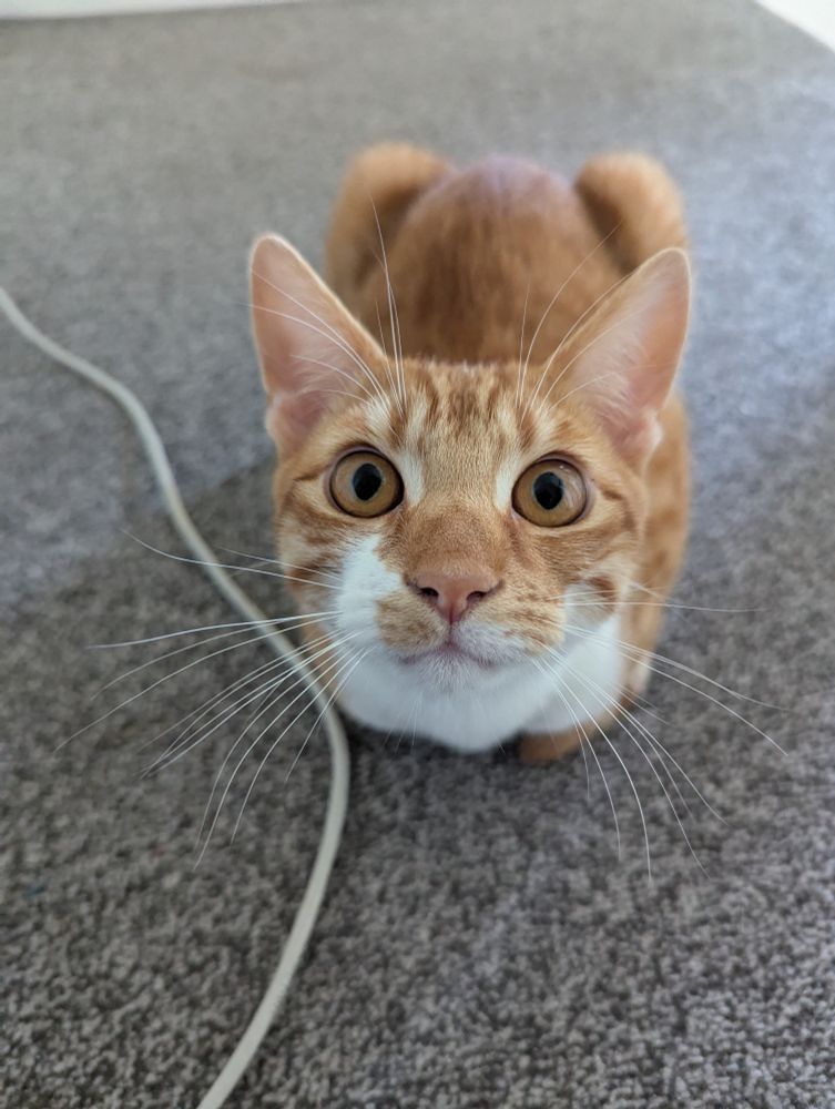 Ginger kitten staring expectantly at camera.