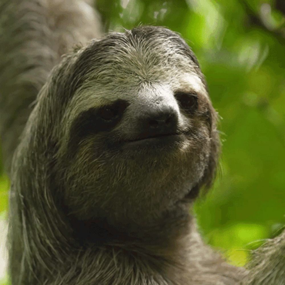 Winking Sloth GIF