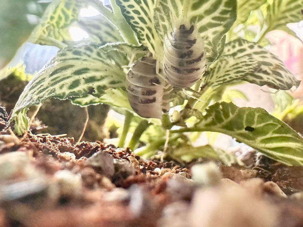 Two isopods clinging to the stem of a plant in a terrarium