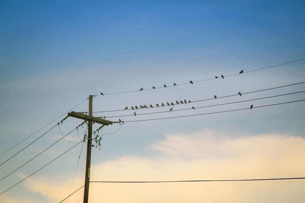birds gathering on telegraph wires