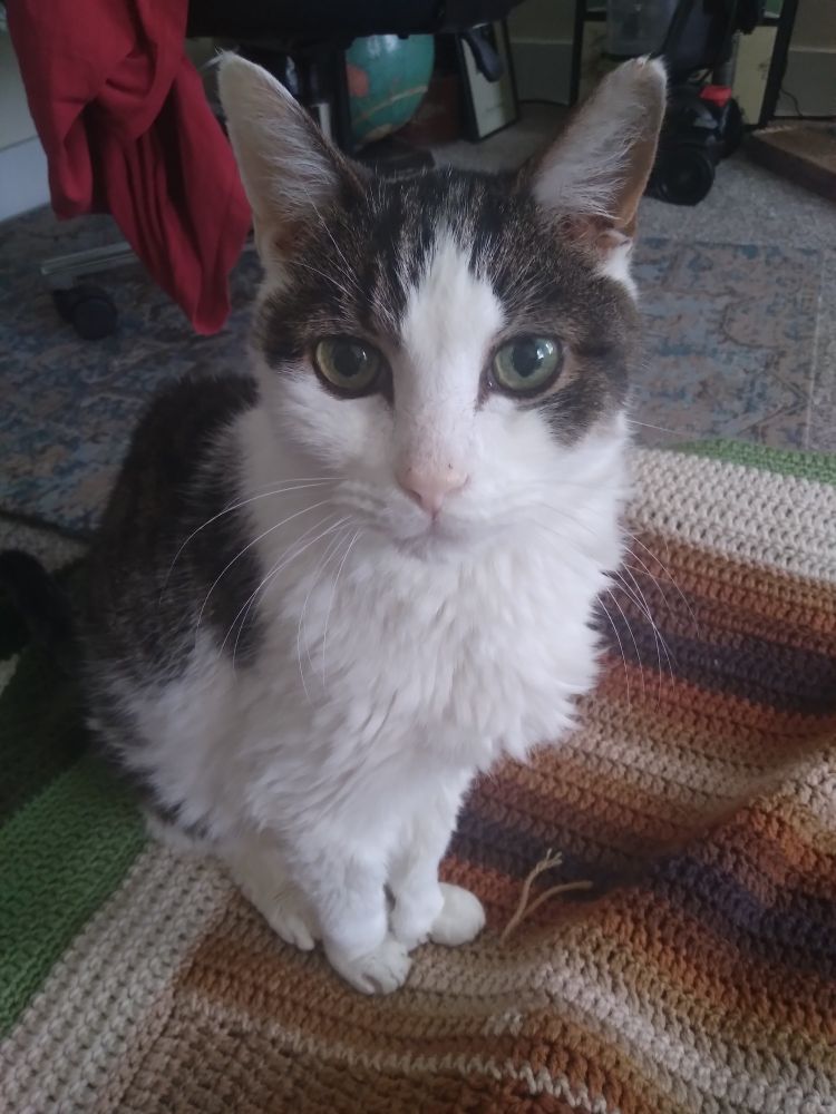My balck and white cat, Mack, sitting at attention and looking into the camera.