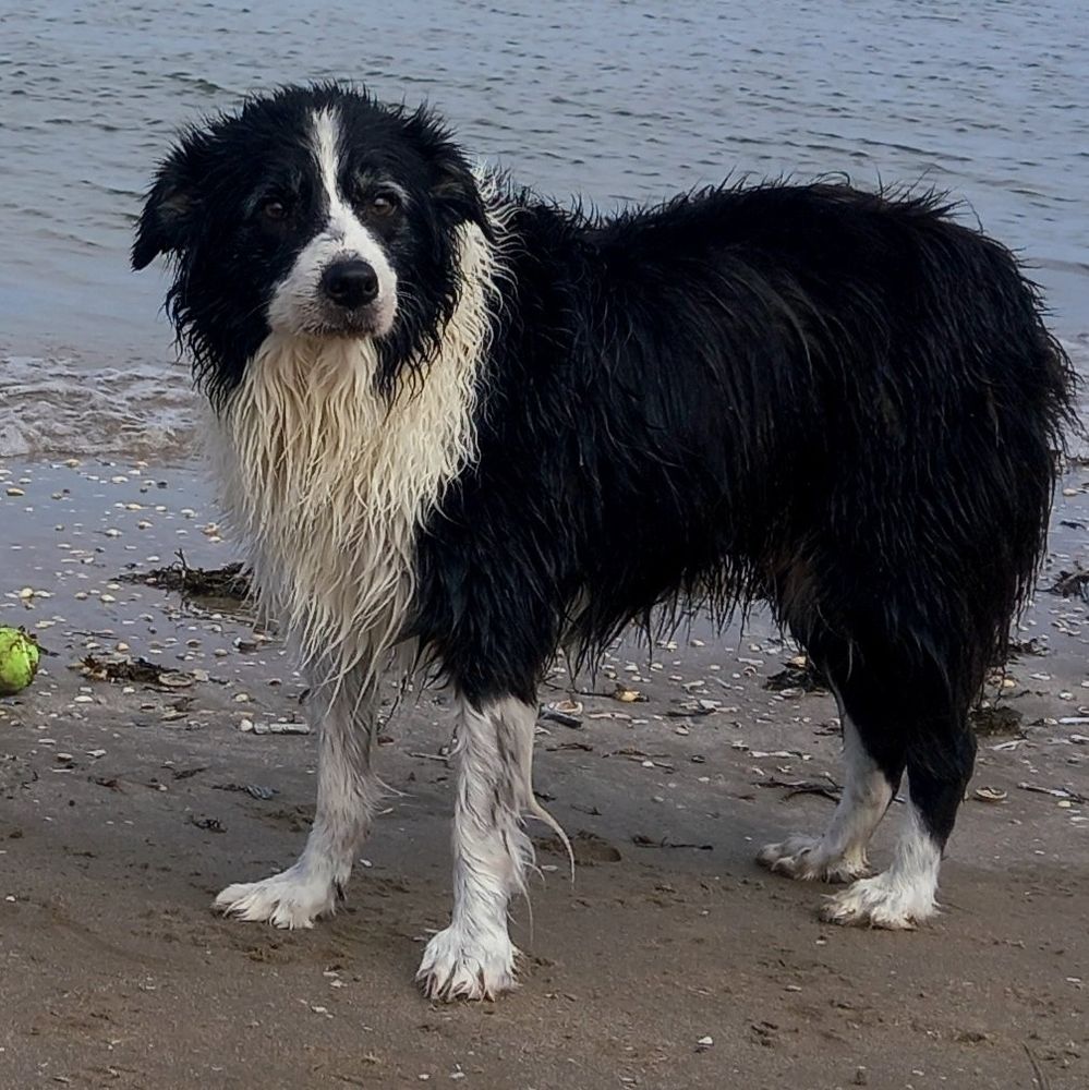 Border Collie Jasmine on the beach with wet fur after a swim.