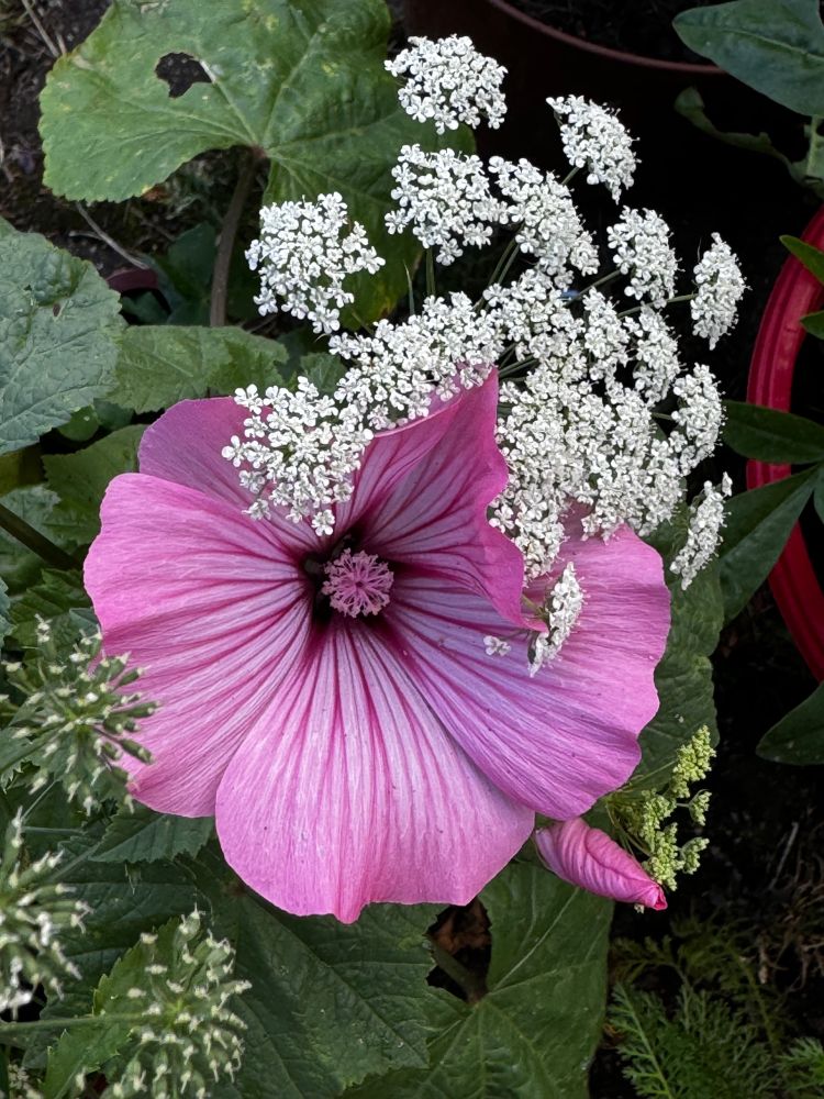 A mix of pink and white 
#Flowers #Roses #ColorADay #FloralPhoto #PinkMon #Bloomscrolling #Gardens #Photography #EastCoastKin #macromonday #KeepBlooming 
#photographersofbluesky
