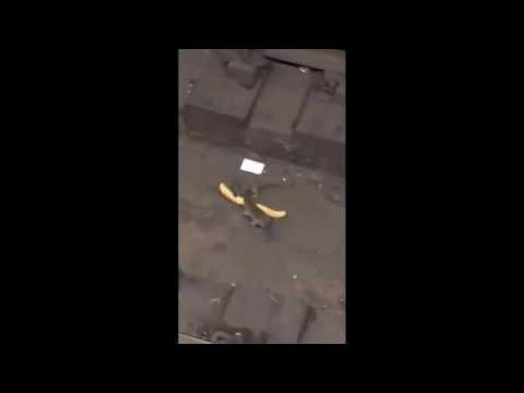 Dos ratas peleando por un churro con música de fondo de Linkin Park HD 60fps