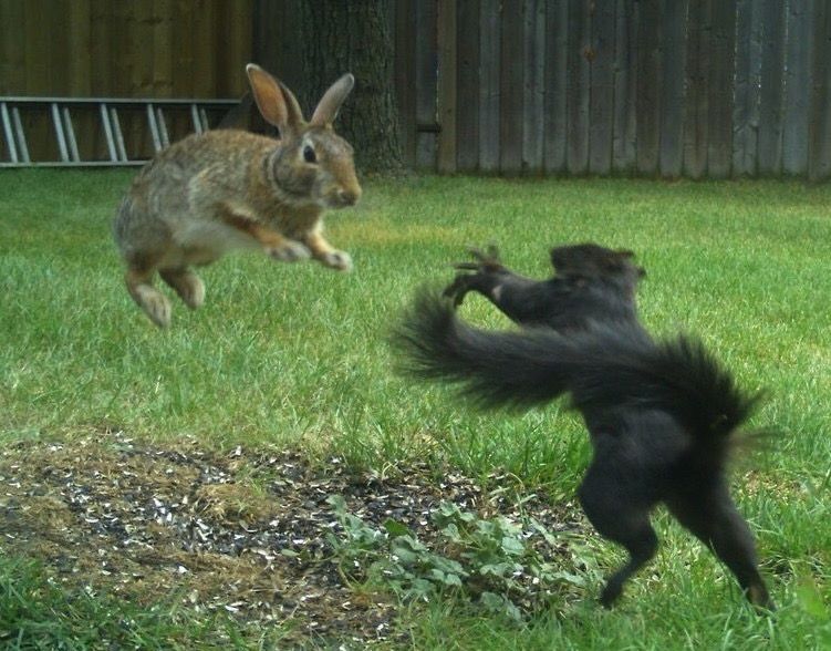 A rabbit and a squirrel are bouncing in the air while facing each other. 
