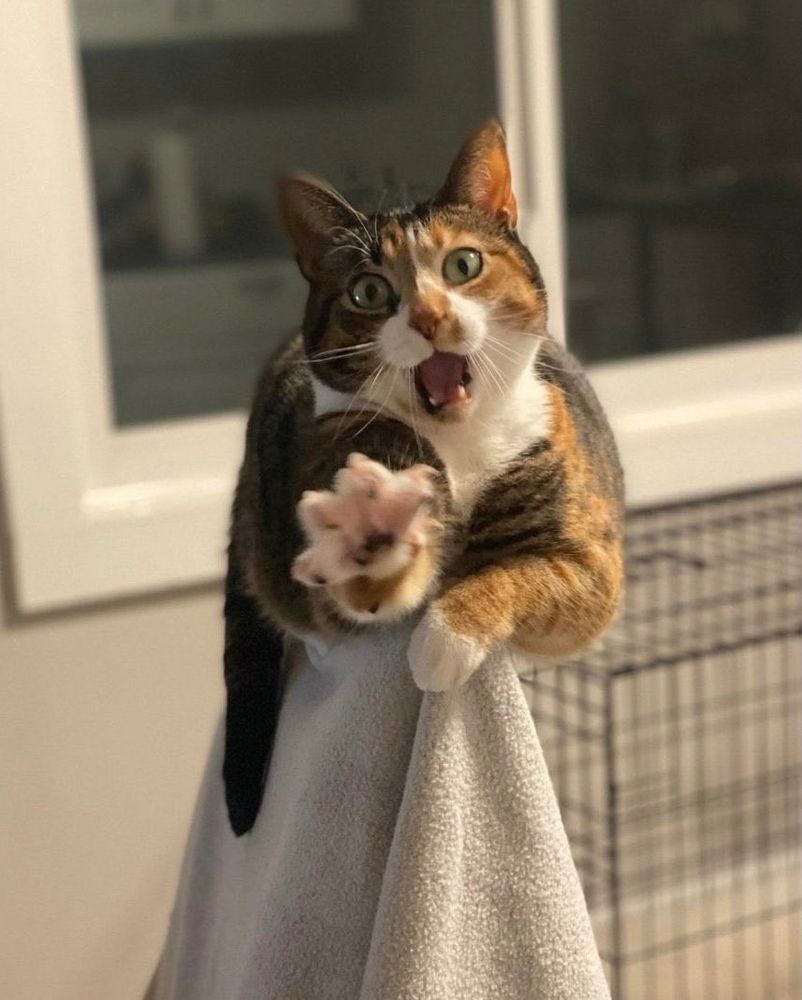 Cat that is probably yawning and stretching it’s forlimb toward the camera but the cat is doing this all in such a way that they look like Hans Gruber falling at the end of Die Hard 