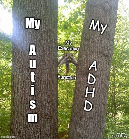 A racoon is balancing between two trees with its left paws on one tree and its right paws on the other tree. 

the left tree says "My Autism" in Impact
the right tress says "My ADHD" in comic sans

the racoon is labled My Exectuve Function in Ariel 