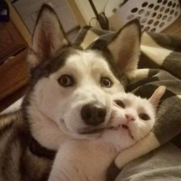 A dog who is resting their head on a cat who is being mildly squished by the dog’s head. 