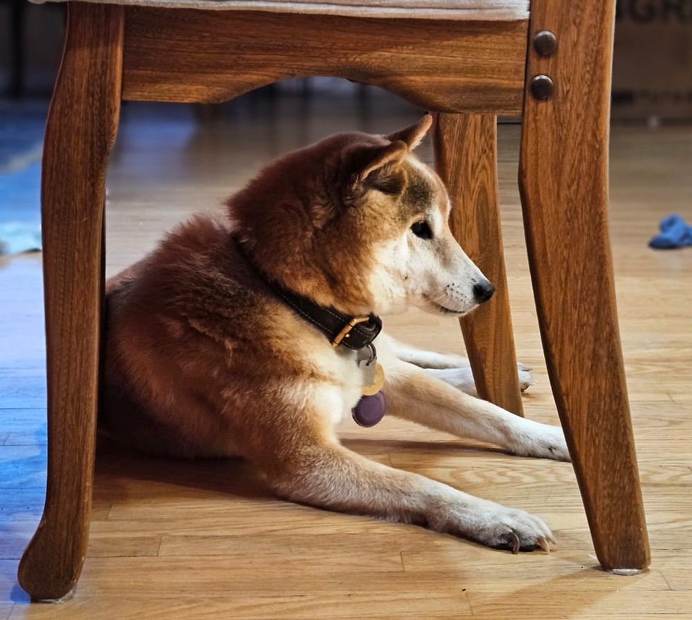 Photo of a dog (shiba inu, red and white) lounging under a kitchen chair.  