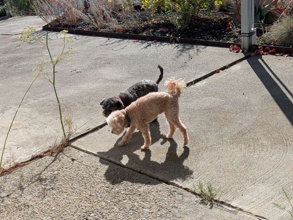 Two toy poodles, one apricot, one gray, sniff a fennel plant growing through a crack in the patio.