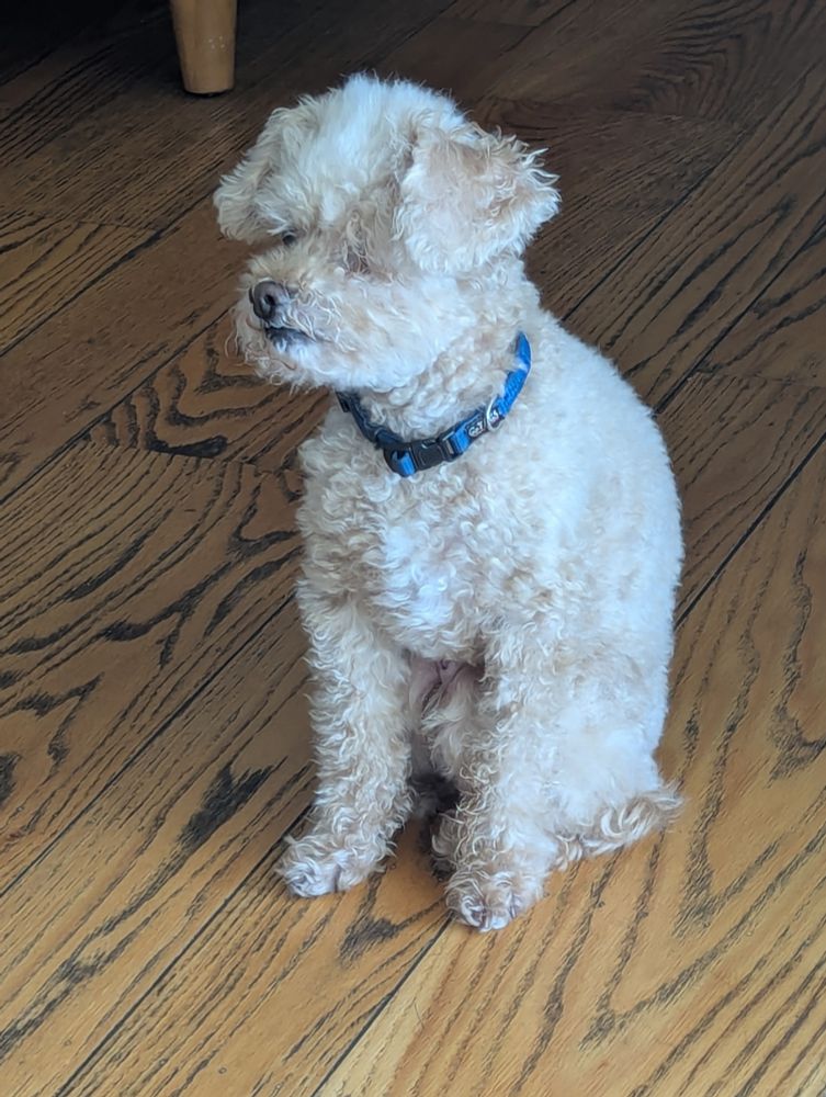 Apricot toy poodle sitting on a hardwood floor.