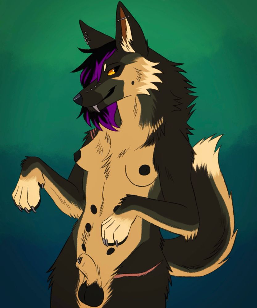 Shepherd anthro with a feral demeanor, piercings, black hair with purple highlights