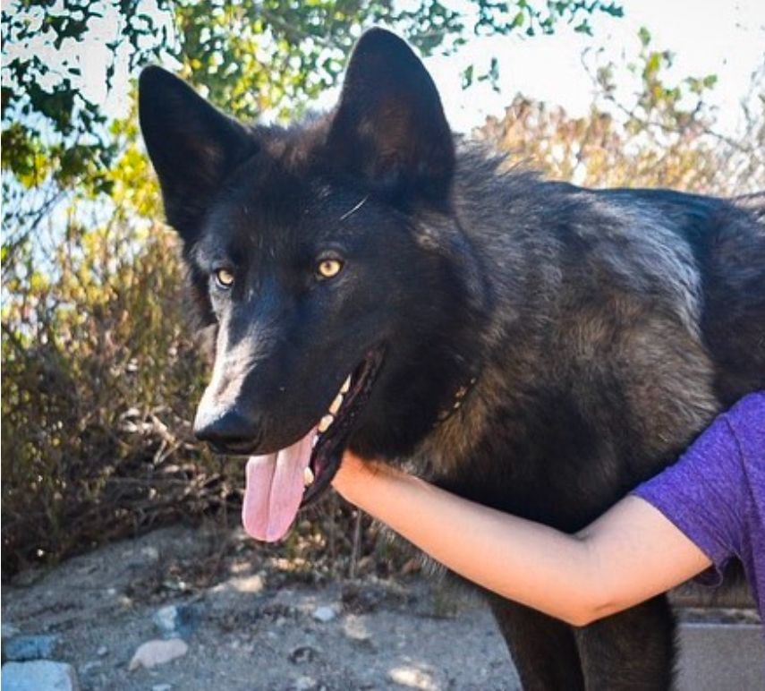 Me a wolfdog smiling