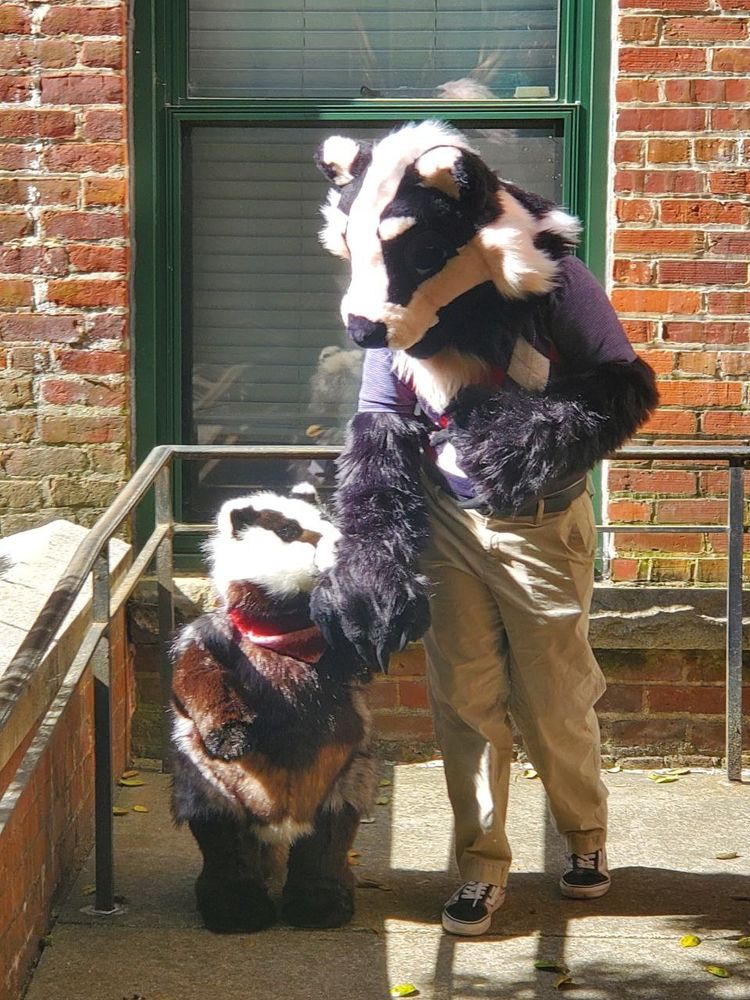 A badger fursuit character holding hands and walking with a large badger plush toy.