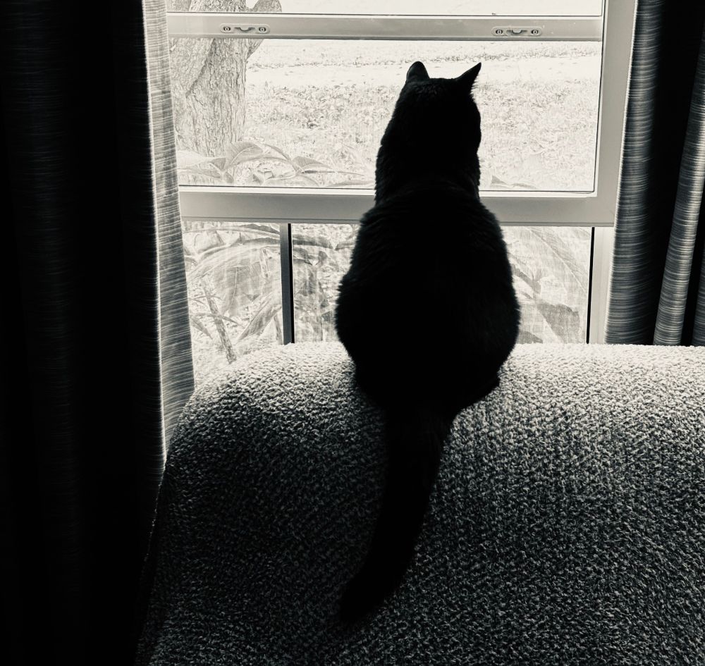 A moody BW photo of a black cat sitting up on the head of the Comfy Chair, staring out the window. His tail hangs down the chair. His head and ears are pointed slightly to the right.