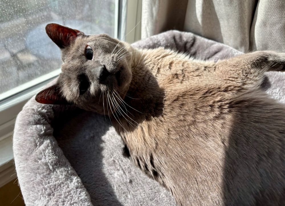 A Siamese cat is lying on the top platform of a cat tree which happens to be right next to a window. The sun is shining on him as he has his head turned back to look at the cameraman.