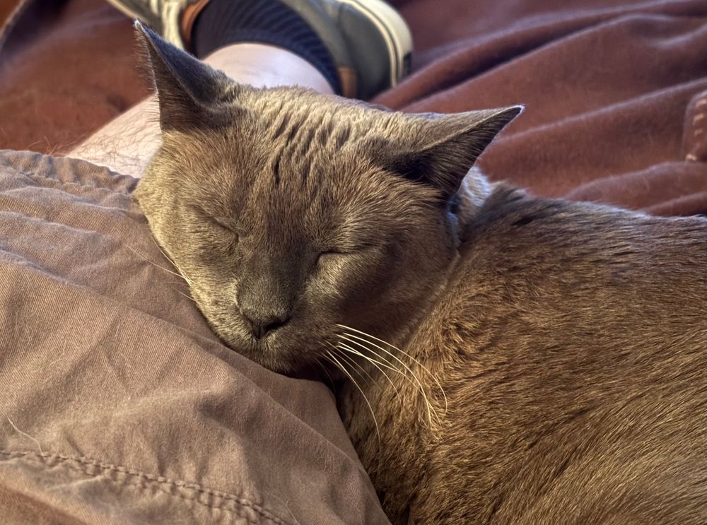 Closeup of a Siamese cat resting with his head on the inside of my knee. It does not look like a comfortable angle for the neck, but his eyes are closed, napping. 