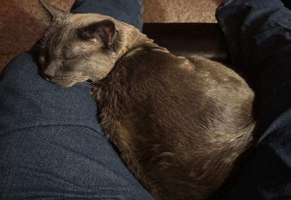 A Siamese cat is balled up between my knees on the recliner. His body is facing away from me, but he has craned his neck around to rest it on my left knee. He is sleeping, apparently completely content in this posture.